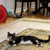 Picture of cat lost at Chateauguay