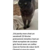 Picture of cat lost at Stains