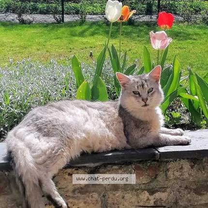 Foto 1/1 Kat teruggevonden Vermist in Court Saint Etienne