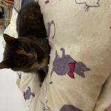 Picture of cat lost at Mayenne