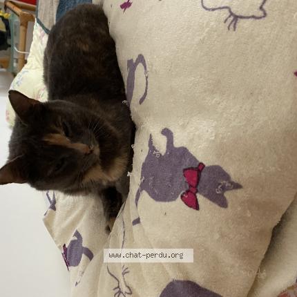 Photo 1/1 Aglaé Chat lost in Mayenne