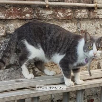 Foto 1/1 Kat teruggevonden Vermist in Forest
