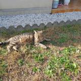 Picture of cat lost at Aiffres