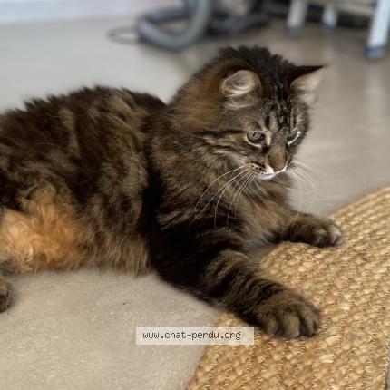 Photo 1/2 Django Chat lost in Campsas