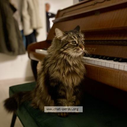 Photo 2/2 Django Chat lost in Campsas