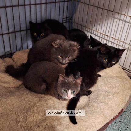 Photo 1/1 Sans noms Chat lost in Butgenbach