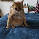 Picture of cat lost at Cheu