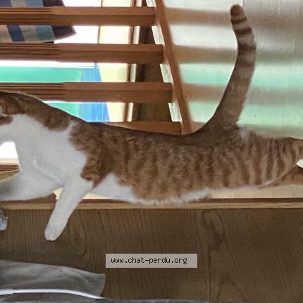 Foto 1/1 Kat teruggevonden Vermist in Ogy