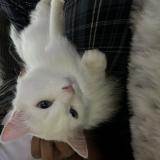 Picture of cat lost at St Hubert