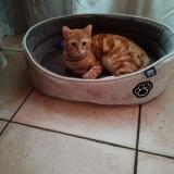 Picture of cat lost at Sonnay