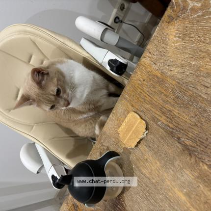 Foto einer verlorenen Katze in Esch Sur Alzette