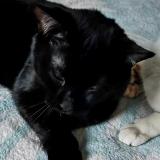 Picture of cat lost at Meurchin