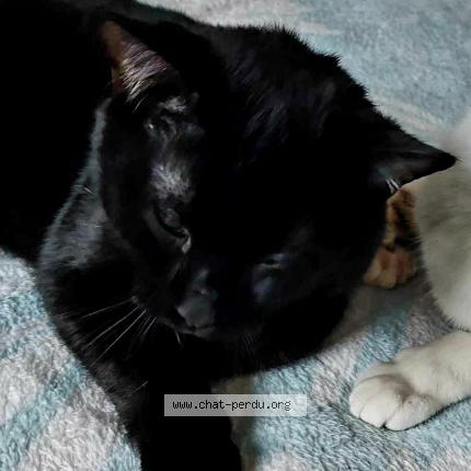 Photo 1/1 Mika Chat lost in Meurchin