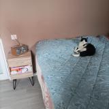 Picture of cat lost at Eckbolsheim