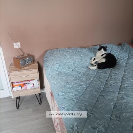 Photo 1/1 Maxou Chat lost in Eckbolsheim