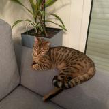 Picture of cat lost at Salses Le Chateau