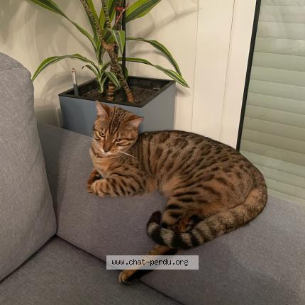 Photo 1/1 RUIXAT Chat lost in Salses le chateau