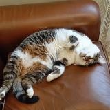 Picture of cat lost at Chavagnes En Paillers