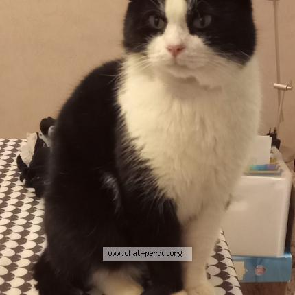 Foto 1/1 Kat teruggevonden Vermist in Lodelinsart