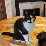 Picture of cat lost at Saint Maur Des Fosses