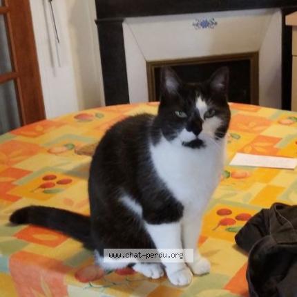 Photo 1/1 Tweety Chat lost in Saint maur des fosses