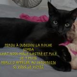 Picture of cat lost at Saint Francois