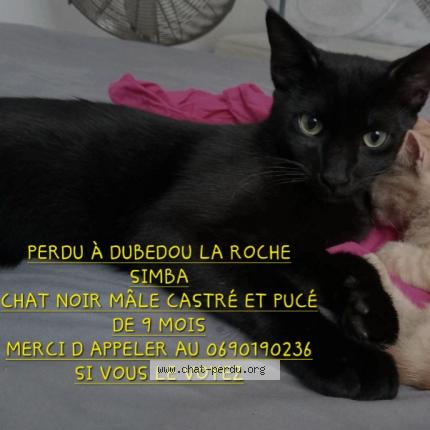Photo 1/1 Simba Chat lost in Saint francois