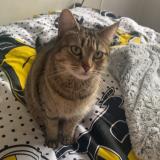 Picture of cat lost at Villeparisis