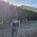 Picture of cat lost at Le Muy