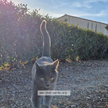 Photo 1/1 Silver Chat lost in Le muy