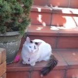 Picture of cat lost at Toulouse