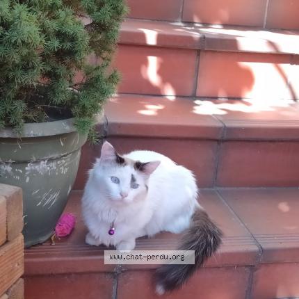 Photo 1/1 PAQUERETTE Chat lost in Toulouse