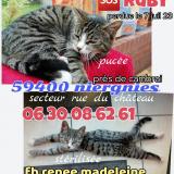 Picture of cat lost at Niergnies