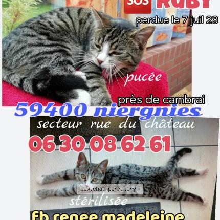 Photo 1/1 Ruby Chat lost in Niergnies