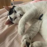 Picture of cat lost at Saint Bonnet De Chavagne