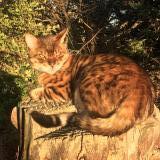 Picture of cat lost at Jouques