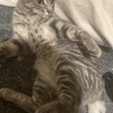 Picture of cat lost at Bayonne