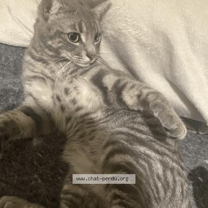 Photo 2/2 Silver Chat lost in Bayonne