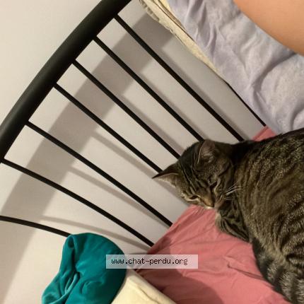 Photo 1/1 Cat reunited Lost in Thise