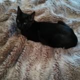 Picture of cat lost at Salies De Bearn