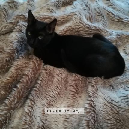 Photo 1/1 Noirot Chat lost in Salies de bearn