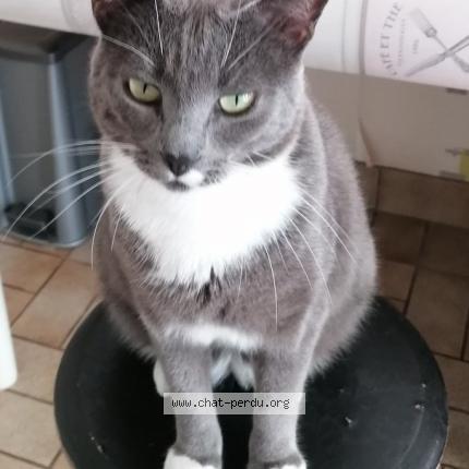 Photo 1/1 Pia Chat lost in Herouville saint clair