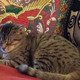 Picture of cat lost at Aulnay Sous Bois