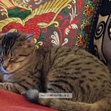 Photo 1/1 Mouchette Chat lost in Aulnay sous bois