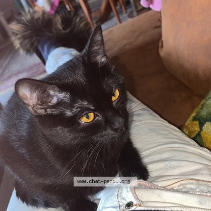 Foto di gatto smarrito a Blonay