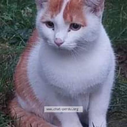 Foto di gatto smarrito a Onex