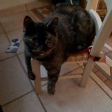 Picture of cat lost at Lavernat