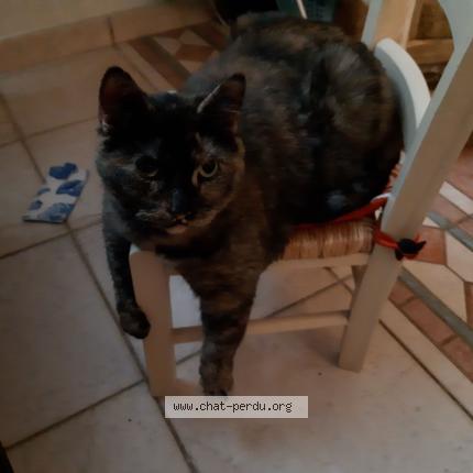 Photo 1/1 - Chat lost in Lavernat