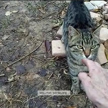 Photo 1/1 Oudini Chat lost in Pignans