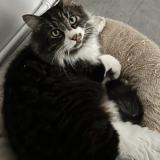 Picture of cat lost at Nice